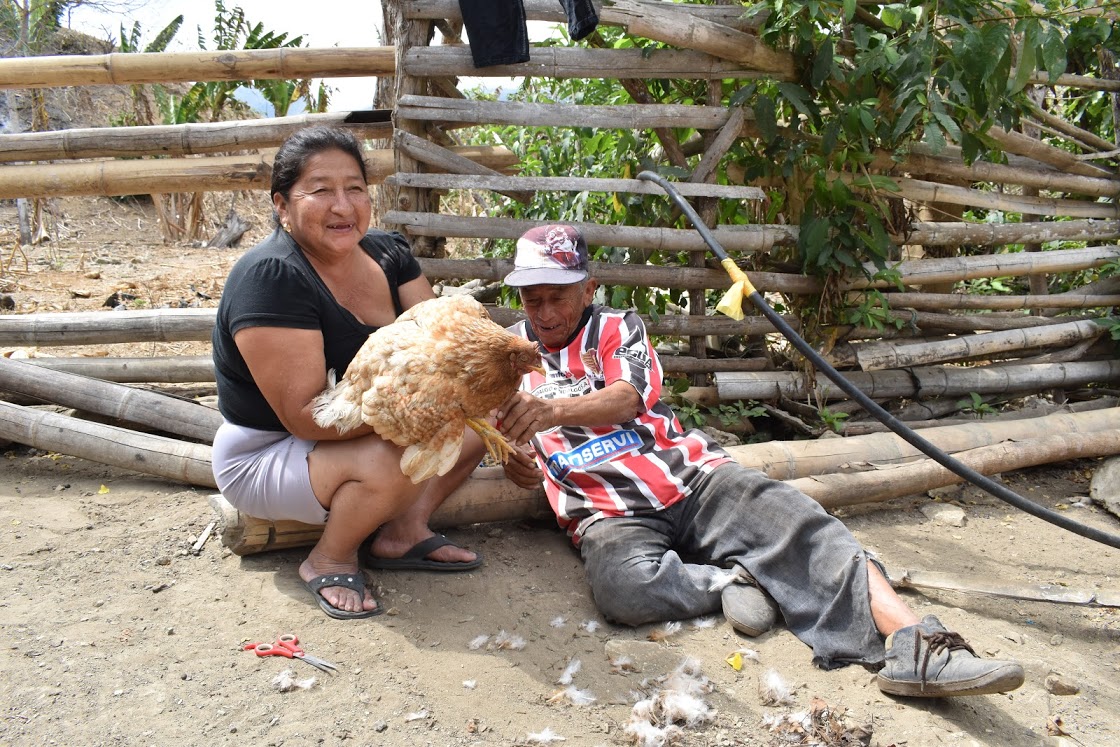 poule poule