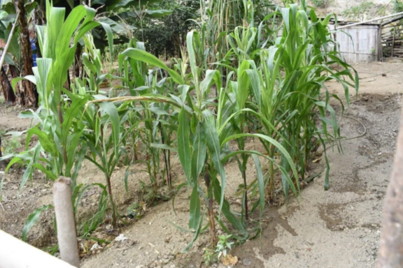 potager